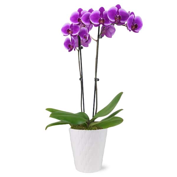 Just Add Ice Premium Orchid (Phalaenopsis) Purple Plant in 5 in. White Ceramic Pottery