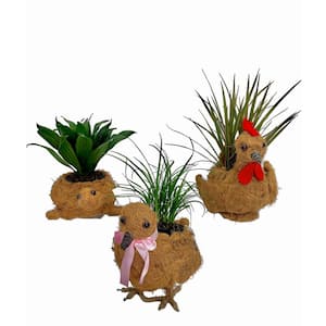 4 in. Tropical Plant in Coco Critter Planter