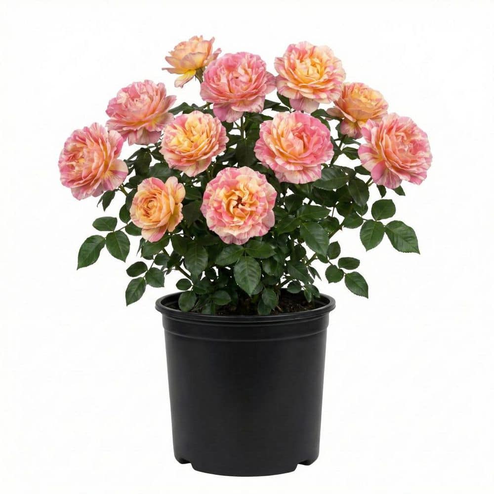 Rose roseです ※10月6日までお取り置きもできますᵕ̈* HotX-pressionRose1_1024x1024.