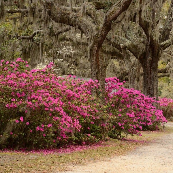 2.5 Quart Azalea 'Pride of Mobile' Flowering Shrub with Pink