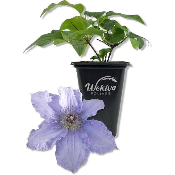 Clematis Blue Angel-Live Starter Plant in a 2 Inch Growers Pot-Starter Plants Ready for The Garden
