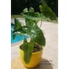 EverGrace Philodendron Burle Marx Plant in 8 in. Decorative Resin Pot  BrlMrx008 - The Home Depot