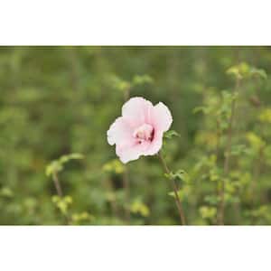7 Gal. Diana Rose of Sharon (Hibiscus Syriacus) Live Flowering Tree Shrub with Large Pure White Flowers (1-Pack)