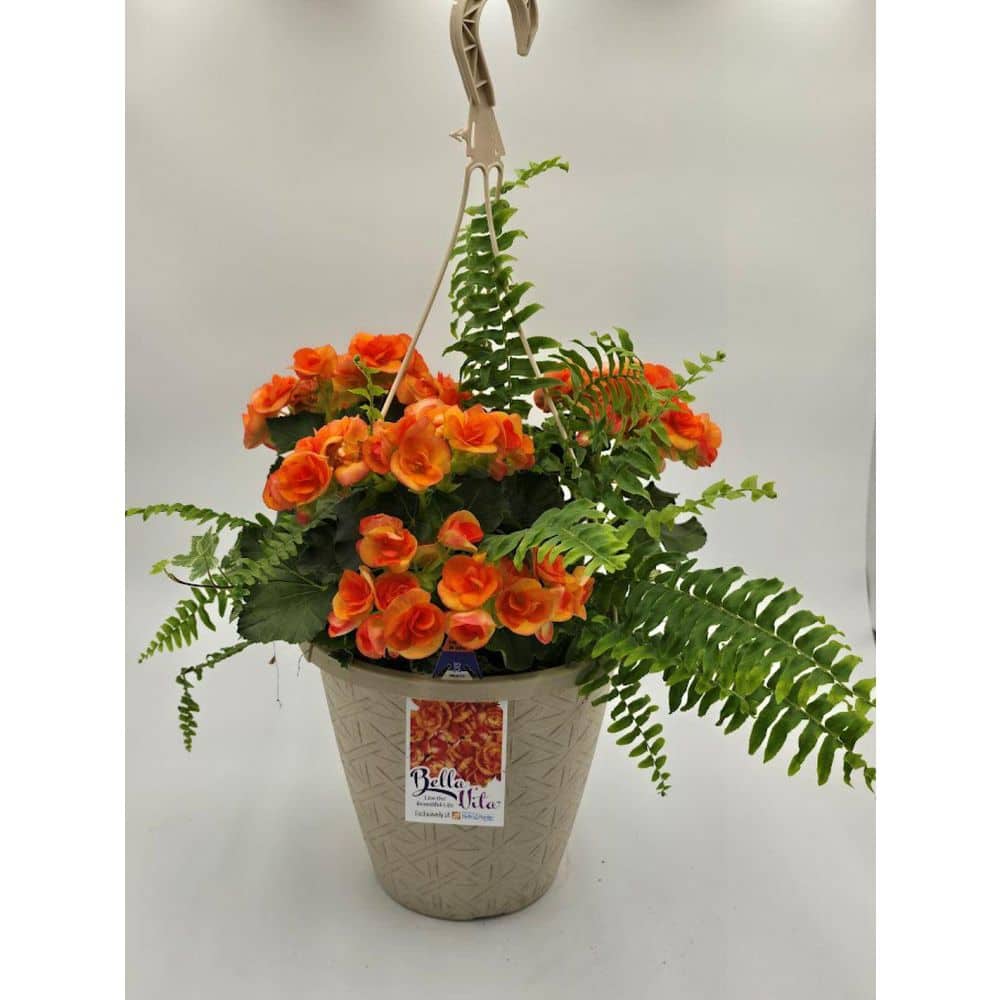 Have a question about Bella Vita 10 in. Begonia Hanging Basket