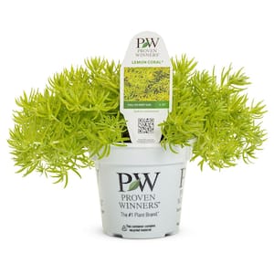 4.25 qt. Proven Winners Sedum Lemon Coral Annual Plant with Chartreuse Foliage (5-Pack)