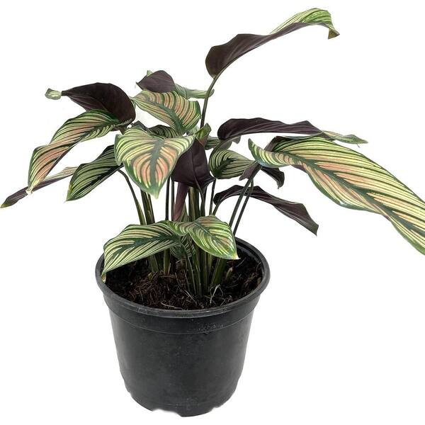 Wekiva Foliage Calathea White Star-Live Plant in a 6 Inch Pot-Calathea Majestica 'White Star'-Extremely Rare Indoor Houseplant