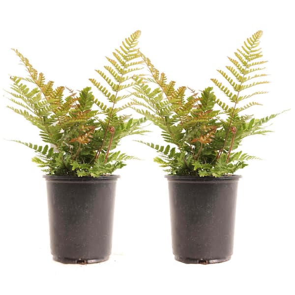1 Gal. Autumn Fern Perennial Plant (2-Pack)