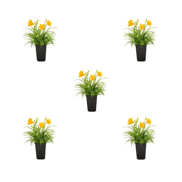 METROLINA GREENHOUSES 1.5-Pint Daylily Stella D'Oro Yellow Perennial Plant (5-Pack)