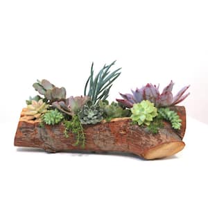 12" Hand Carved Reclaimed Wood Centerpiece with Assorted Live Succulents - Emily Rose