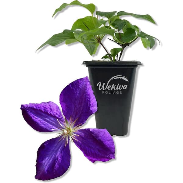 Wekiva Foliage Clematis Jackmanii-Live Starter Plant in a 2 Inch Pot-Starter Plants Ready-Beautiful Violet Purple Flowering Vine