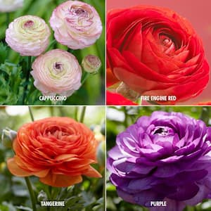 Butter Cups Ranunculus Collection Bulbs (Set of 48)