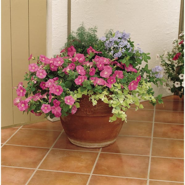 EASY WAVE 20 In. Pink Easy Wave Petunia Annual Plant with Pink