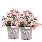 3 Gal. Sweet Drift Rose Bush with Pink Flowers (2-Pack)