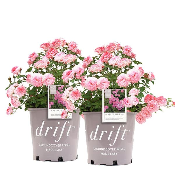 Drift 3 Gal. Sweet Drift Rose Bush with Pink Flowers (2-Pack)