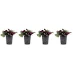 1.38 Pt. Wandering Jew Tradescantia Plant in 4.5 in. Grower's Pot (4-Plants)