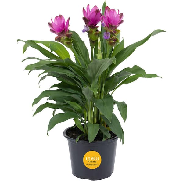 Costa Farms Grower's Choice Curcuma Outdoor Plant in 3 Qt. Grower Pot, Avg. Shipping Height 1-2 ft. Tall