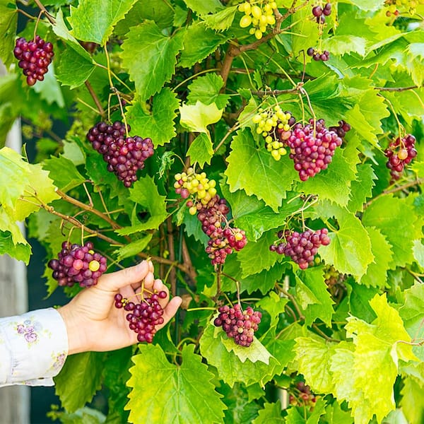 Red Seedless Grapes 2lb bag - Teddy Bear Fresh Produce