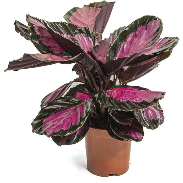 Wekiva Foliage Calathea Rosy-Live Plant in a 4 in. Growers Pot-Calathea Roseopicta 'Rosy'-Indoor Houseplants from The Nursery