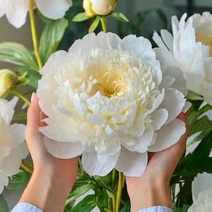 Bowl of Cream Peony Flower Bulbs, Bare Roots (Bag of 2)