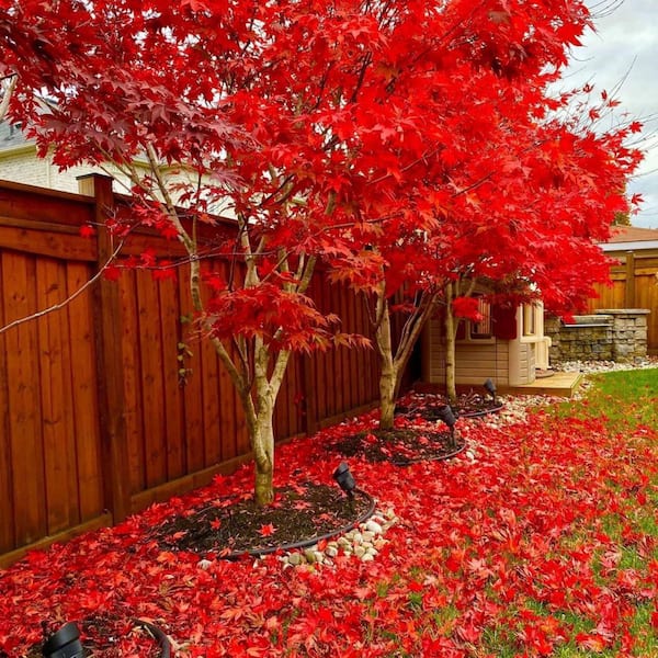 2 gal. Fireglow Deciduous Japanese Maple Tree MAPJFI02GH - The