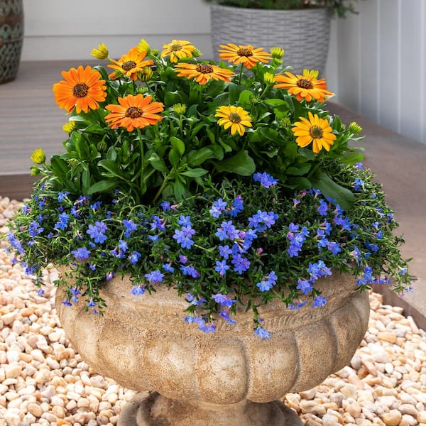 Vigoro 1.5 PT Osteospermum African Daisy 'Margarita Orange Flare