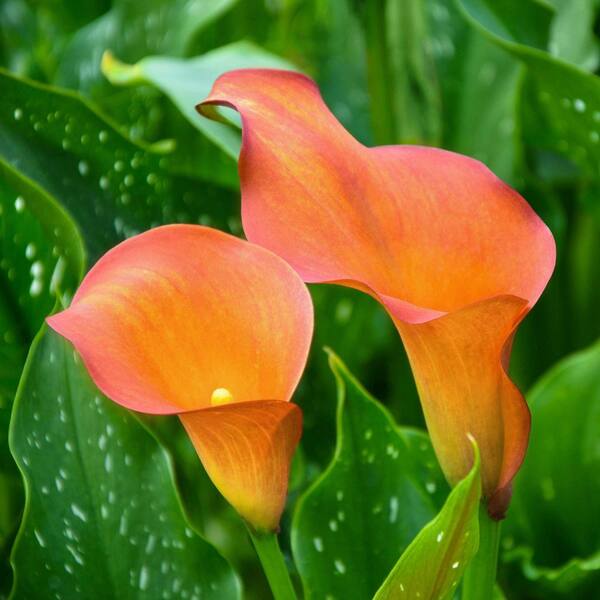 fertilizer for peace lily Professional Liquid Peace Lily Plant Fertilizer