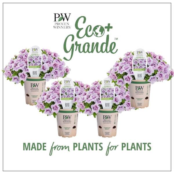 PROVEN WINNERS 4.25 in. Eco+Grande, Superbells Double Twilight (Calibrachoa), Live Plant, Purple Flowers (4-Pack)