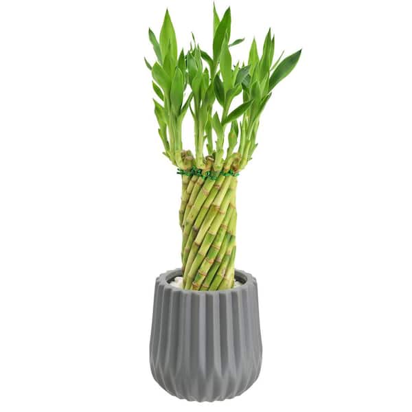 Arcadia Garden Products 4-1/2 in. Tornado Lucky Bamboo Classica 2.0 Gray Ceramic Planter