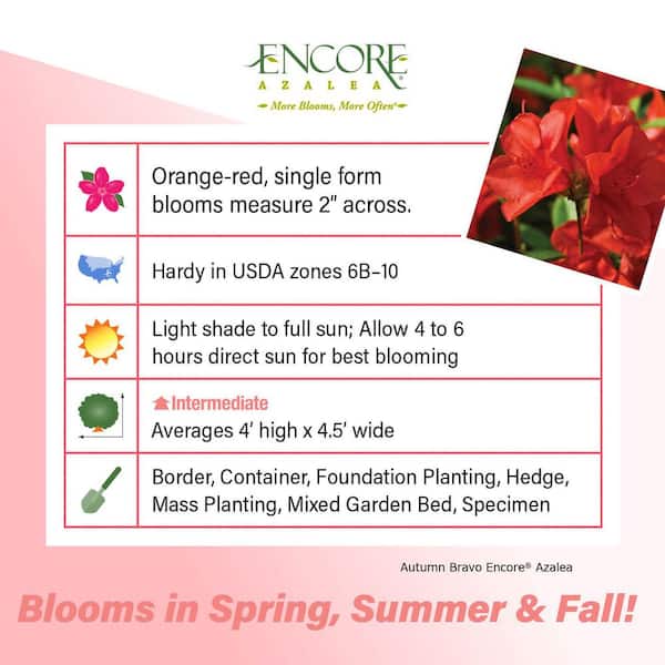 1 Gal. Autumn Bravo - Red Multi-Season Re-Blooming(Azalea) Evergreen Shrub