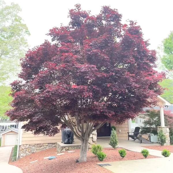3 Gal. Bloodgood Japanese Maple Tree with Red Foliage 17537