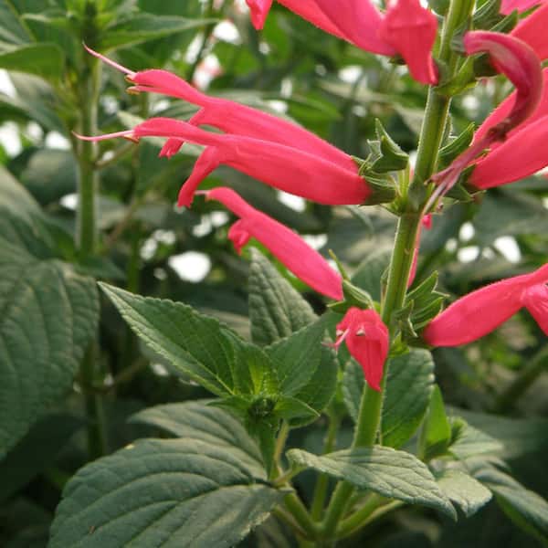 Bonnie Plants 19 oz. Pineapple Sage Herb Plant (2-Pack)
