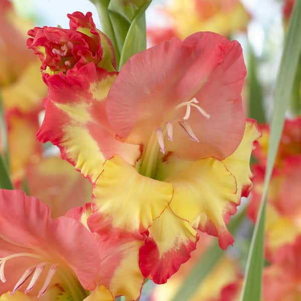 VAN ZYVERDEN Gladiolus Large Flowering Princess Margaret Rose (Set of 12 Bulbs)