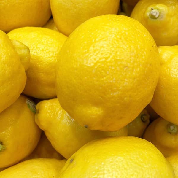 【＊Lemon＊】ティランジア実生株 3点 Alder & Oak #3 container-New Zealand Lemonade Lemon Tree