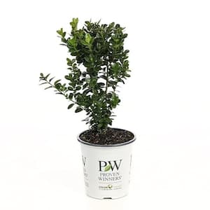 4.5 in. Qt. Sprinter Boxwood (Buxus) Live Evergreen Shrub, Green Foliage