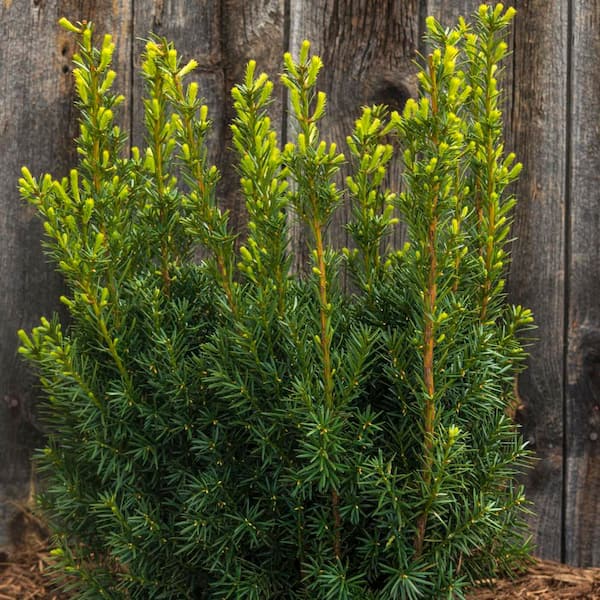 3 Gal. Pot, Hicksi Upright Yew Taxus Evergreen Shrubs (1-Pack)