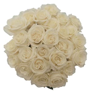 50 Stems of White Playa Blanca Roses Fresh Flower Delivery