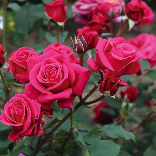 2 gal. Showpiece Lipstick Fragrant Shrub Rose with Dark Pink