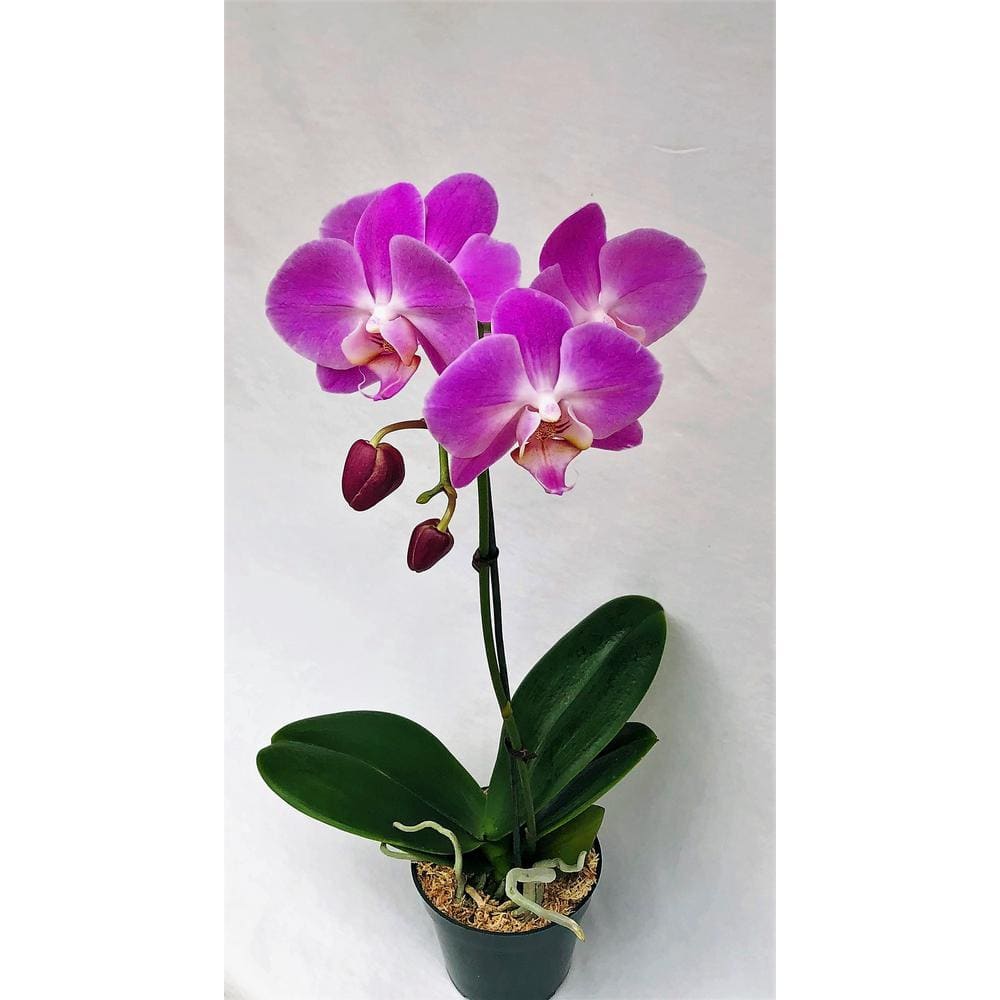 4 in. Phalaenopsis Orchid in Grower Pot PHAL4BLOOM - The Home Depot
