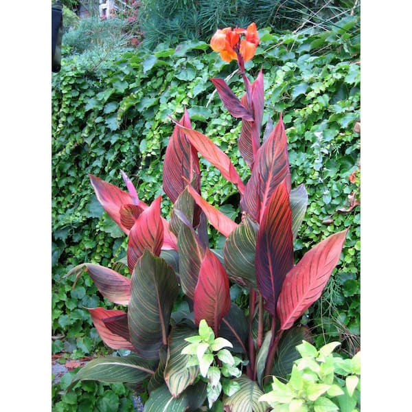 Tropicanna deals canna lily