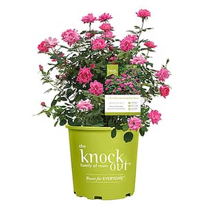 1 Gal. The Pink Double Knock Out Rose Bush with Pink Flowers