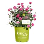 2 Gal. The Pink Double Knock Out Rose Bush with Pink Flowers