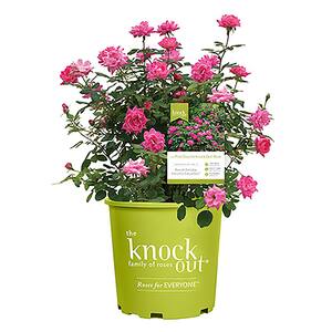2 Gal. Pink Double Knock Out Rose Bush with Pink Flowers