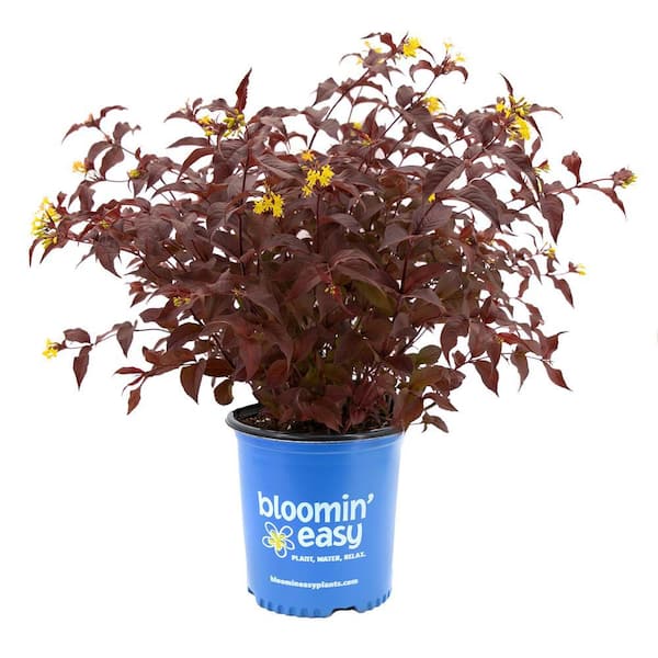 BLOOMIN' EASY 2 Gal. Nightglow Honeysuckle (Diervilla) Live Shrub, Vibrant Yellow Flowers