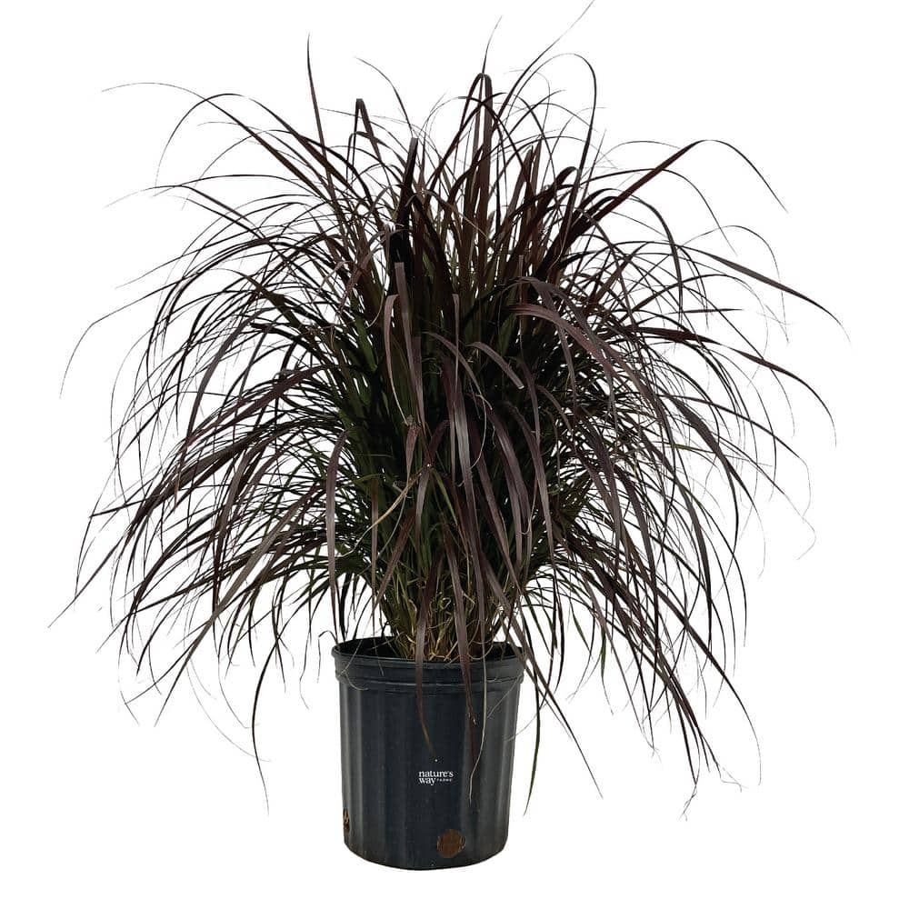 Fountain Grass Red Live Outdoor Plant in Growers Pot Avg Shipping Height 2 ft. to 3 ft. Tall price history on PriceWatchPro