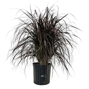 Fountain Grass Red Live Outdoor Plant in Growers Pot Avg Shipping Height 2 ft. to 3 ft. Tall