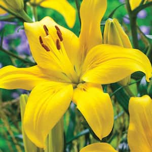 Yellow Asiatic Lily County Bulbs (25-Pack)