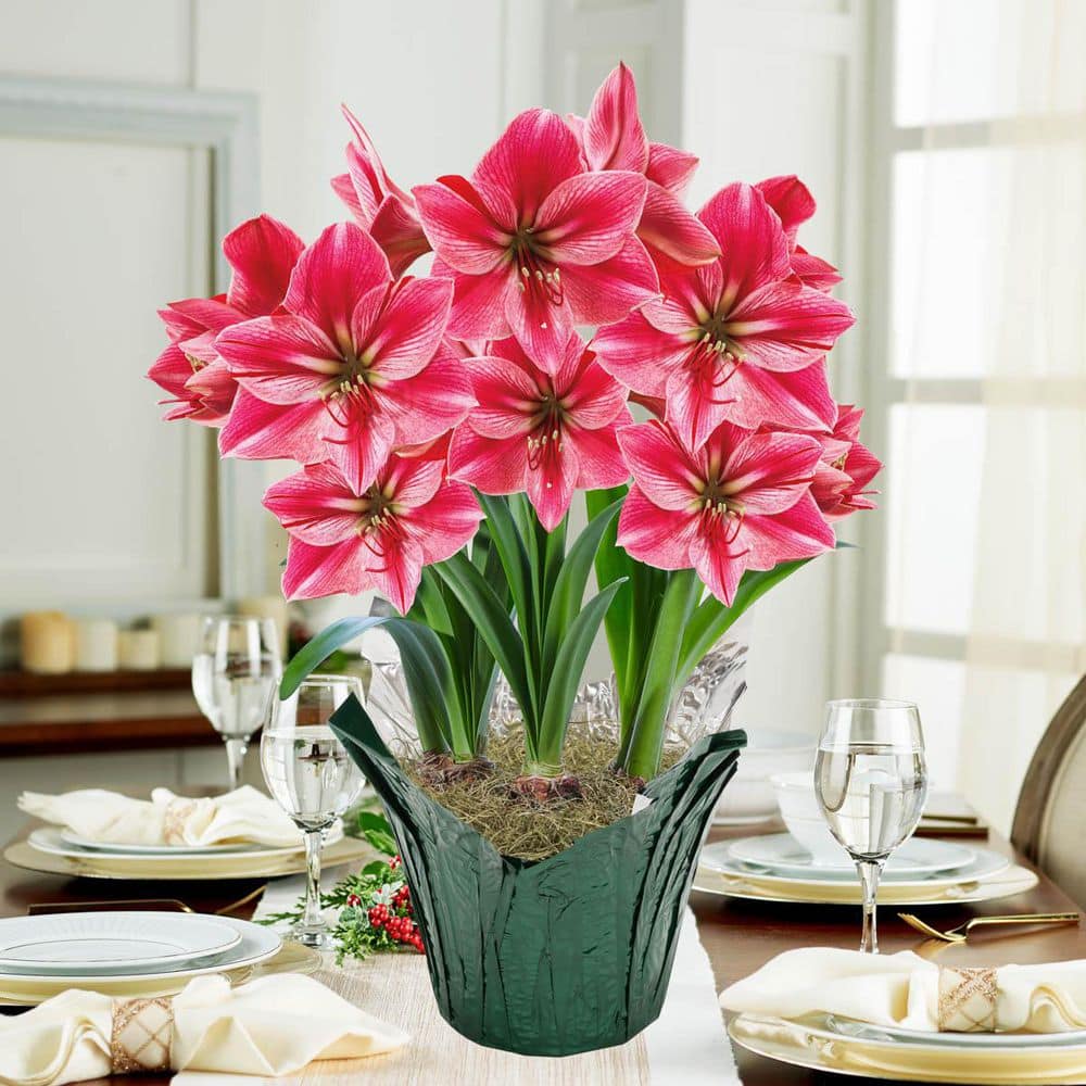 Gardens Alive! 9 in. Pot Gervase Pink Flowering Amaryllis (Hippaestrum ...