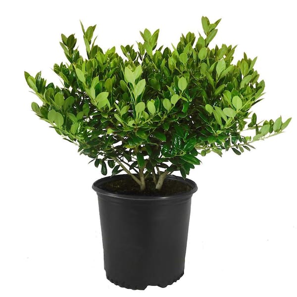 Baucom's 3 Gal. Dwarf Ilex Holly Shrub