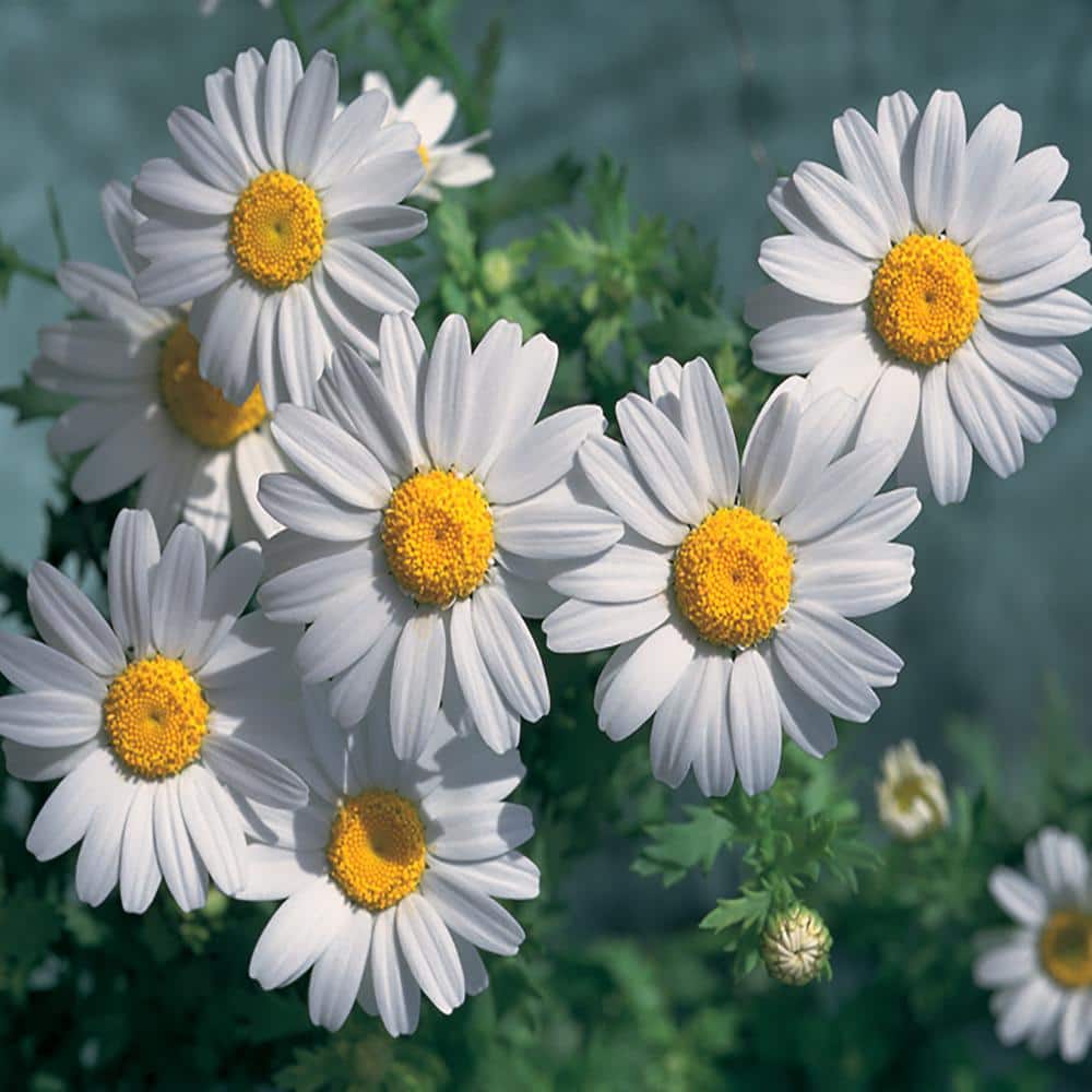 4 In White Chrysanthemum Daisy Plant 6 Pack 14227 The Home Depot