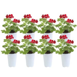Red Geranium Outdoor Flowers in 1 Qt. Grower Pot, Avg. Shipping Height 10 in. Tall (8-Pack)
